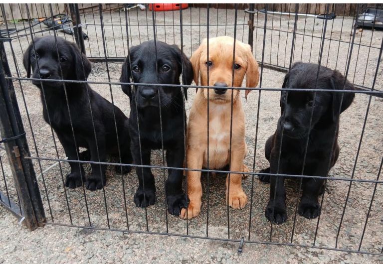 Labrador puppys