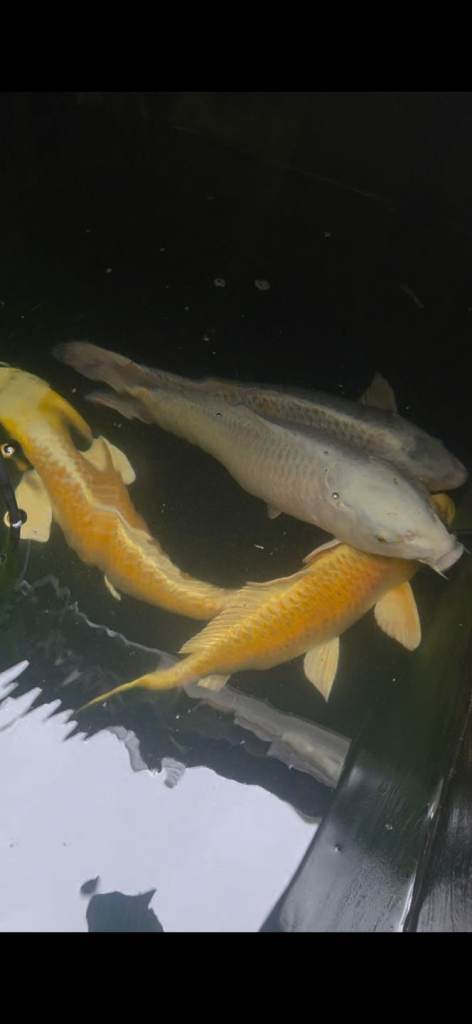 Pond closure - bedworth - koi carp 