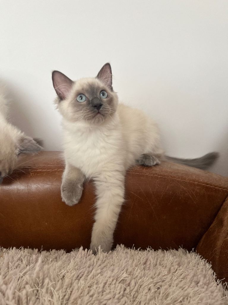 Ragdoll Kittens! 