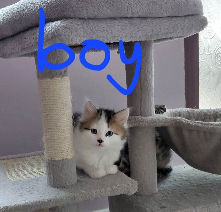 Kittens