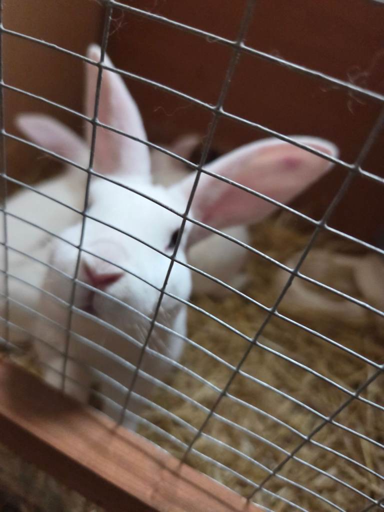 Standard rex rabbits