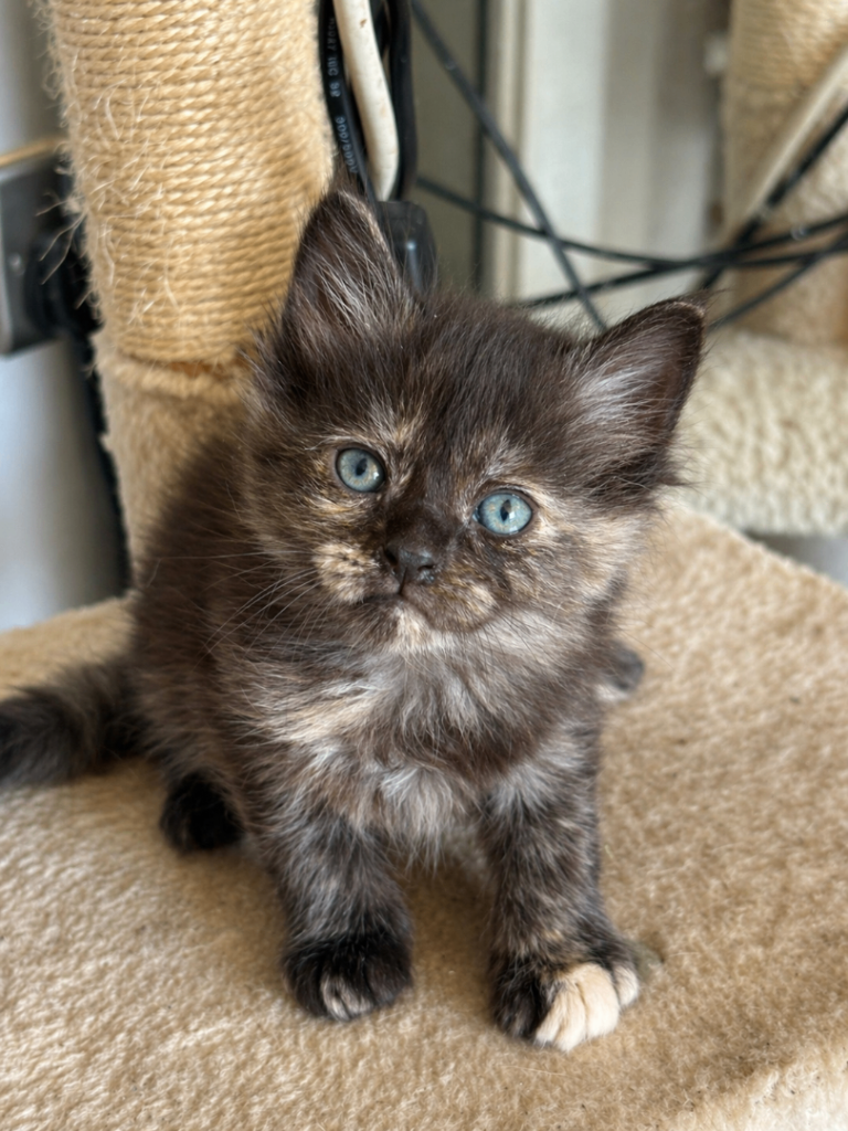 Maincoon kittens 