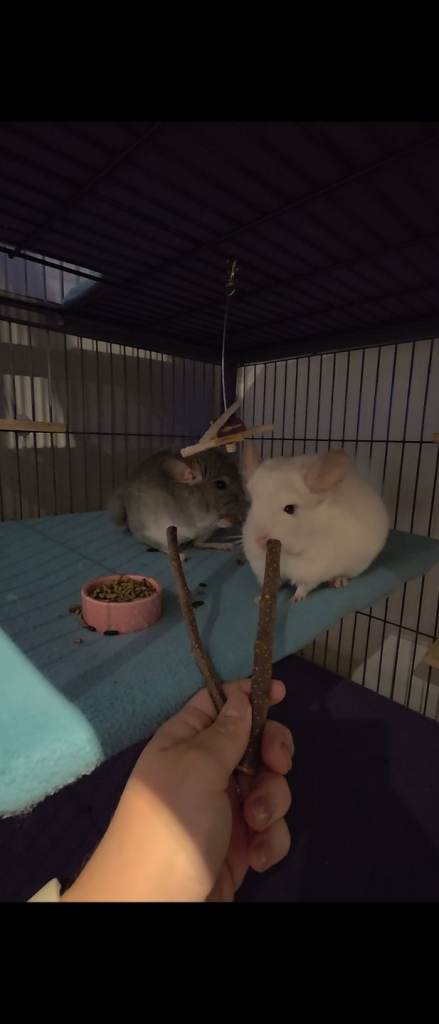 Chinchillas