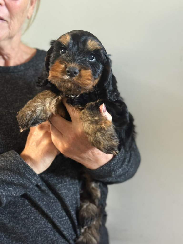 3 cockapoo puppies