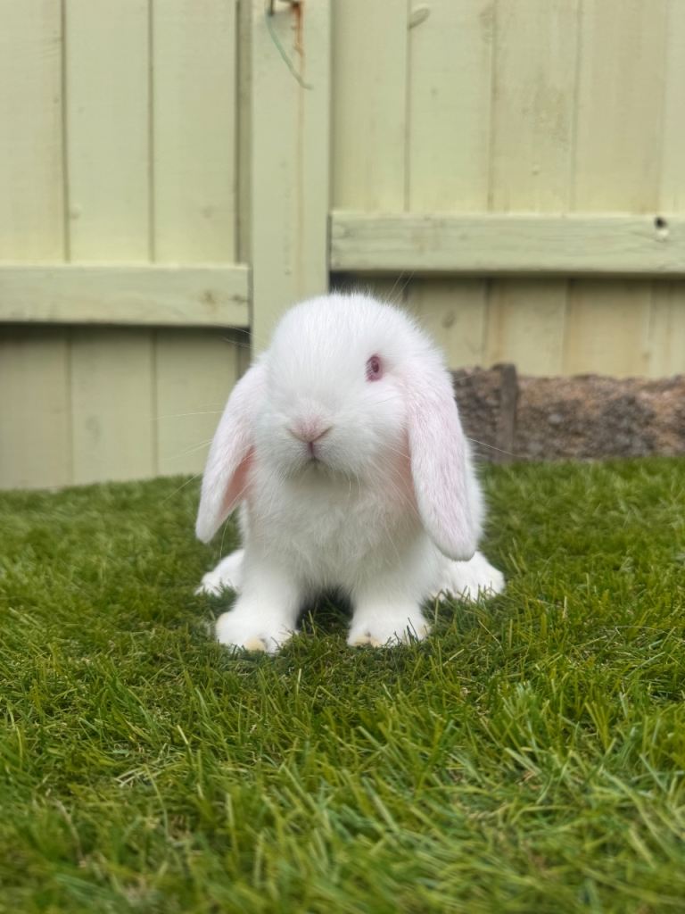 Mini lops
