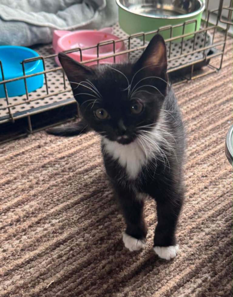 Gorgeous black and white female kitten 