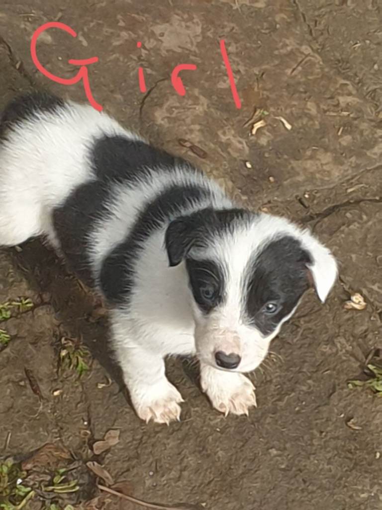Border collie puppies 