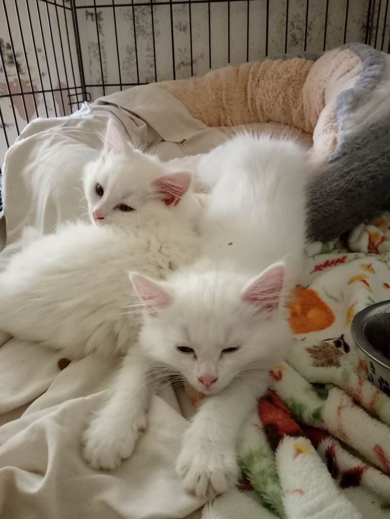 Siberian forest kittens ( pure white) 