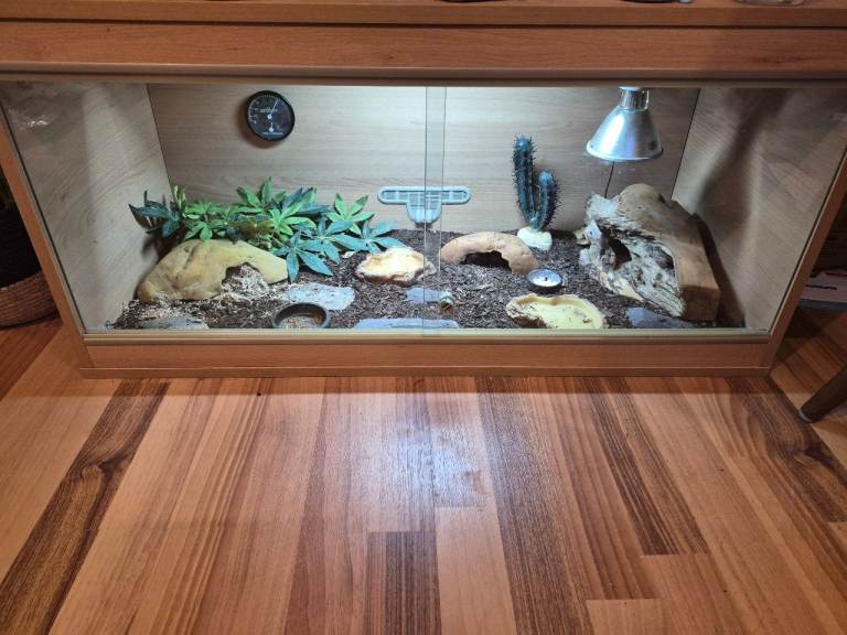 Gecko vivarium 