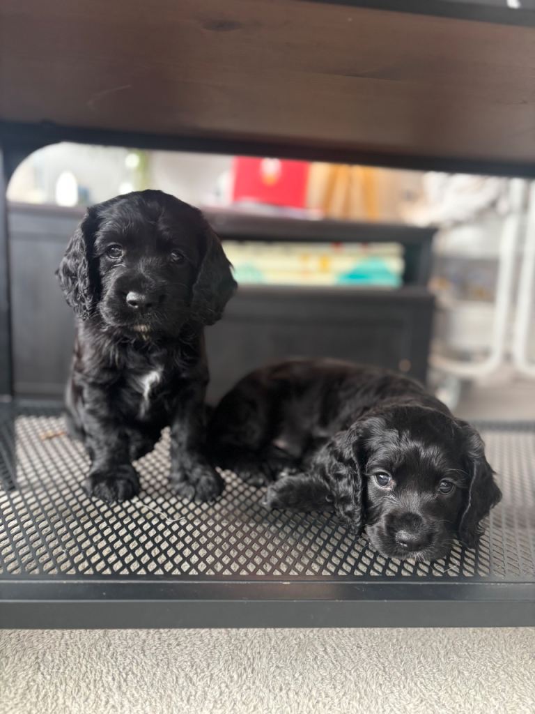 Beautiful Cocker Spaniel Puppies – KC Registered Sire