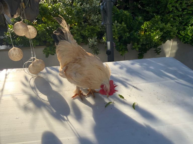 young cockerels looking for a good home