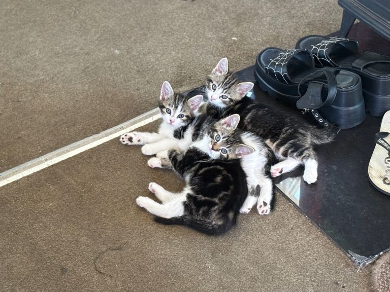 4 long hair tabby kittens ready to go 