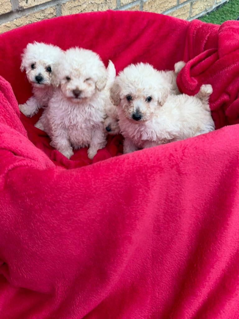 4 toy poodles looking for forever homes