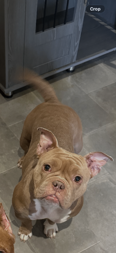 Exotic/micro bully female 