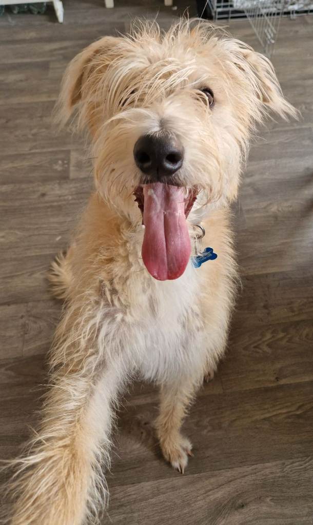 9 month old lurcher