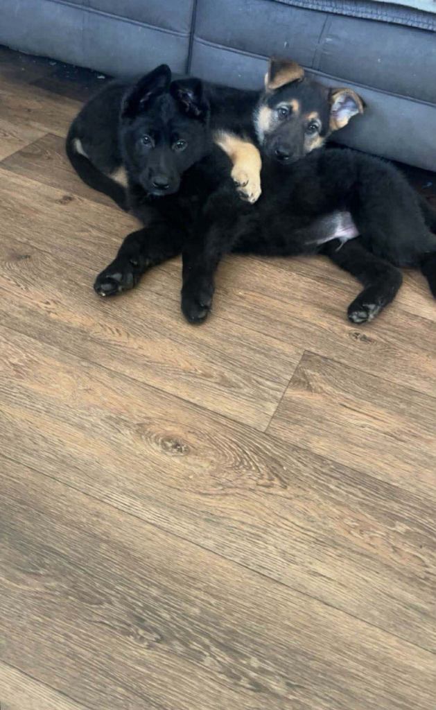 German Shepherd puppies