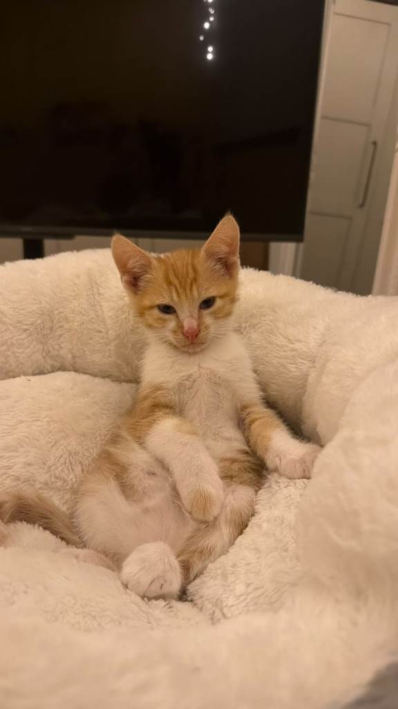 Ginger/white kitten for sale 