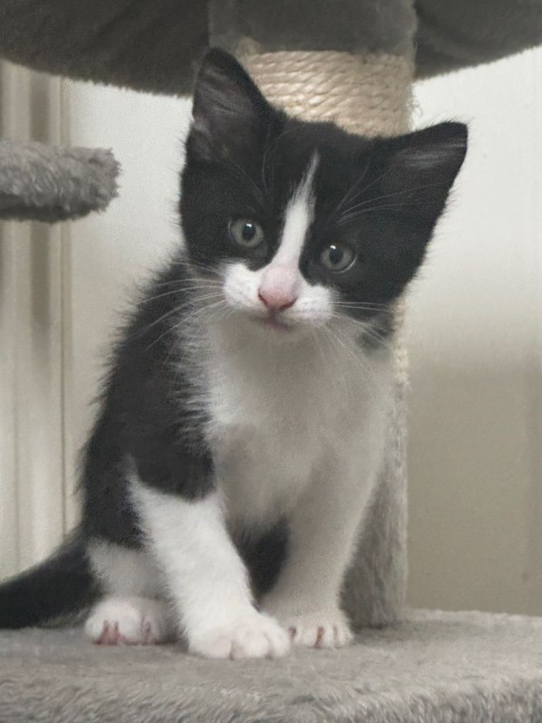 Kittens