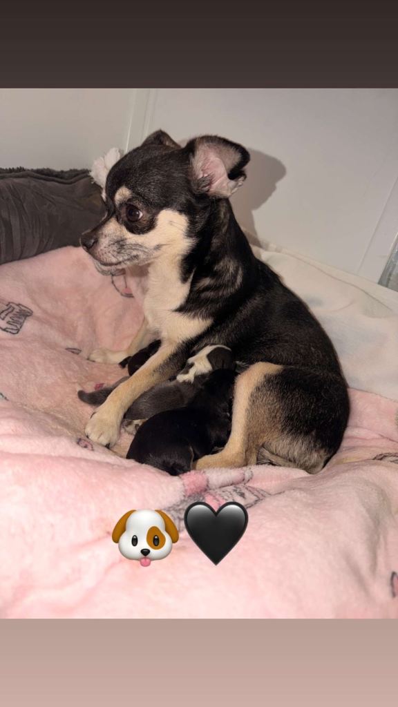 Chihuahua pups. 🐶🫶🏼