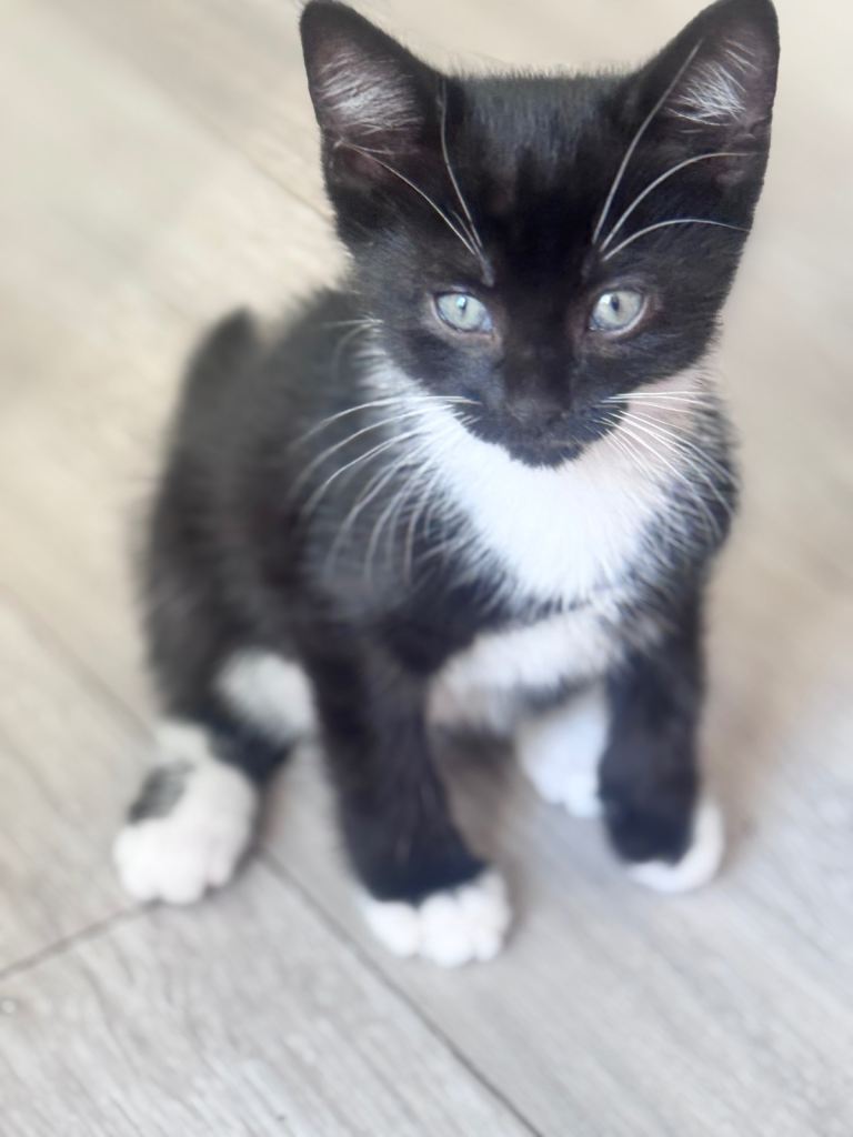 Bengal/tuxedo kittens