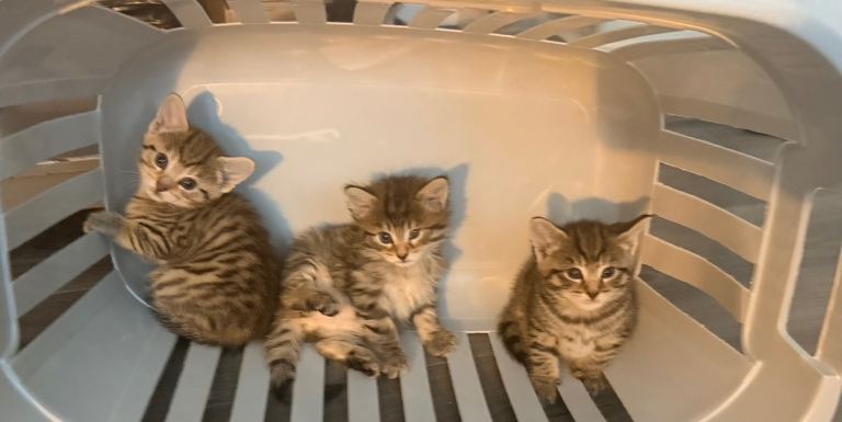 5 Beautiful Kittens For Sale Ready Now !! 