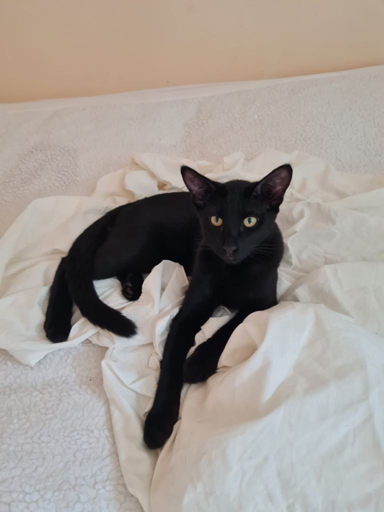 Oriental kittens for sale (4 ready to go)