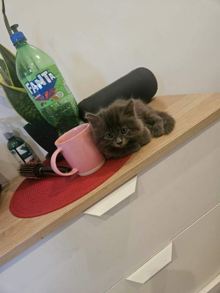 British Longhair kittens