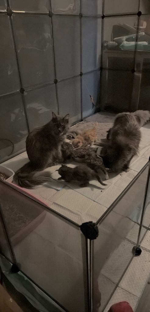Tica registered Maine Coon kittens