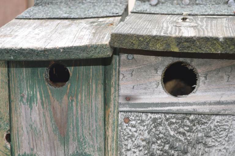 Bird Nesting Boxes