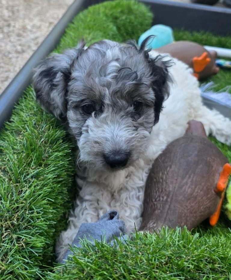 Cockapoo puppies last 1
