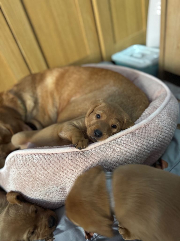 Stunning litter of kc reg fox red Labradors 