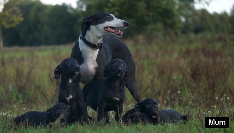 WHIPPET BULL x WHEATEN GREYHOUND PUPPIES FOR SALE