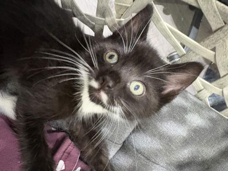 Tabby Kitten