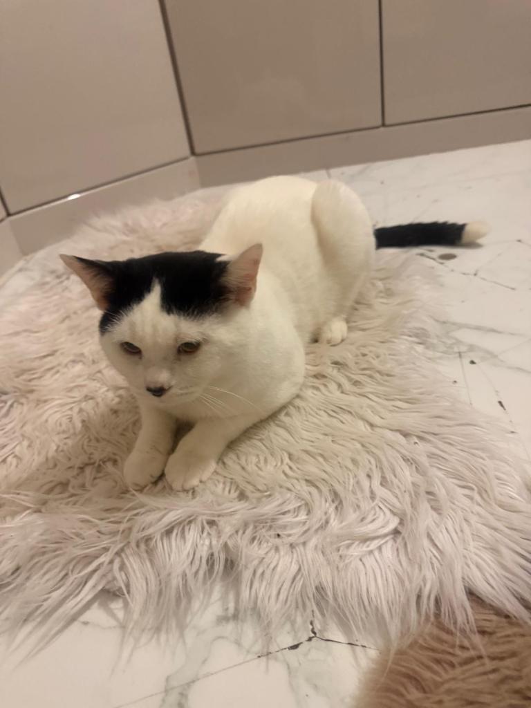 Lovely one years old British short hair, white and black cat
