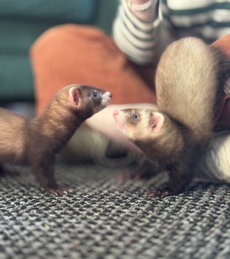 2 Ferret Hobs