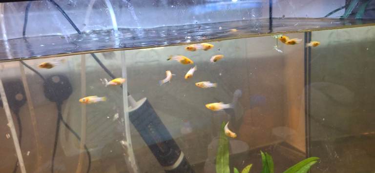 Yellow mollie fish £1 each 