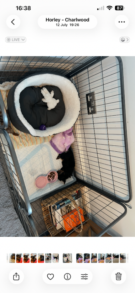 image for Open topped pet crate/ play pen 