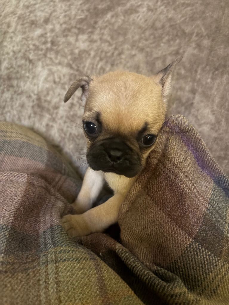 Frug puppies 