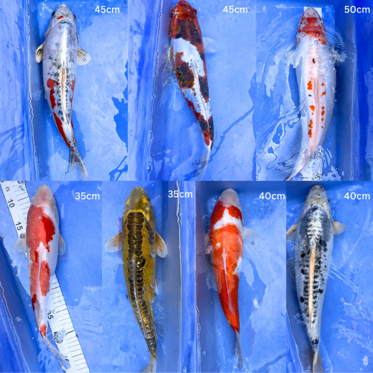 7 Large Koi Available Now - PRICE DROP!!
