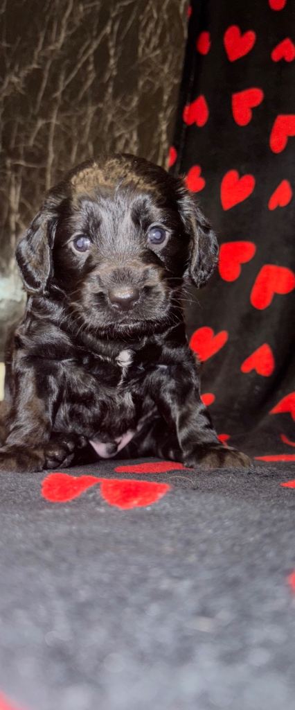 Sprocker spaniel puppy ready for his new home 