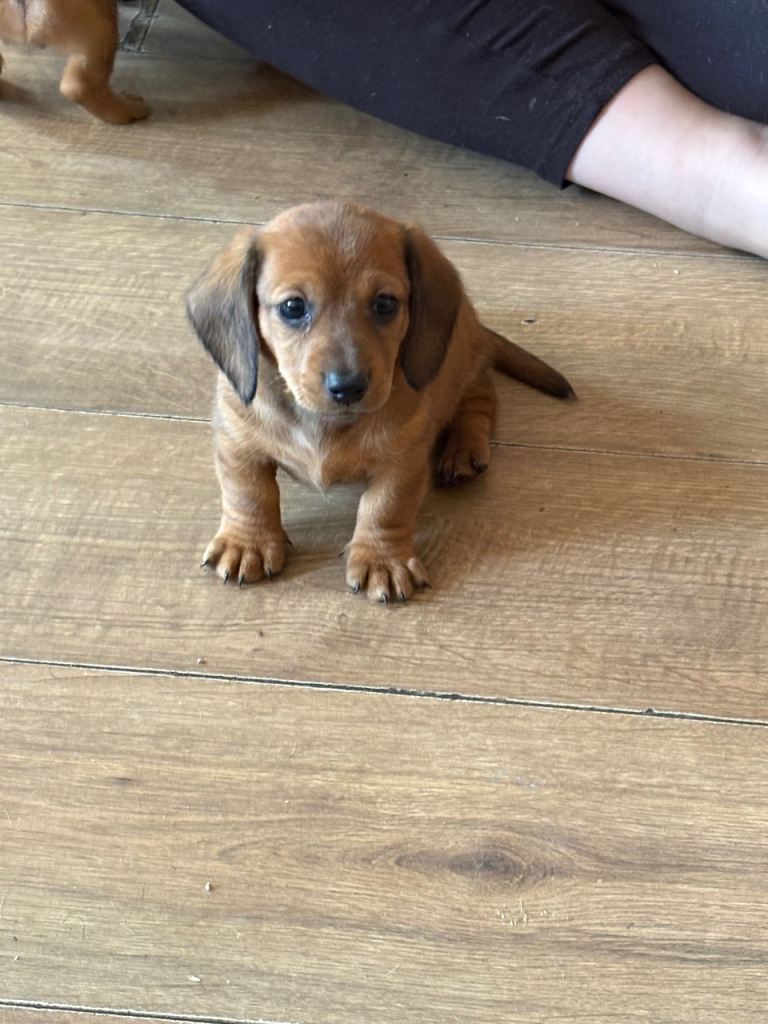 Gorgeous miniature dachshund 