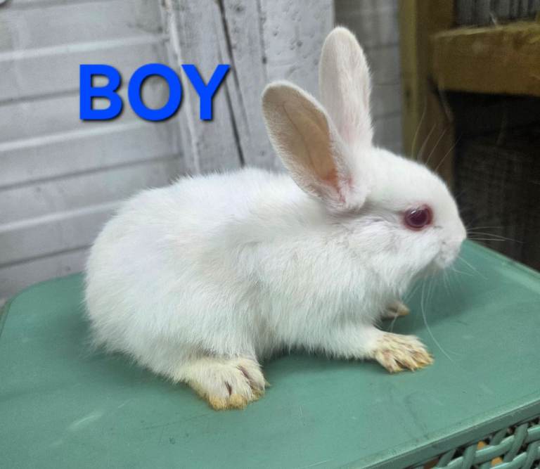 HAND REARED BABY RABBITS!!! VIEW ALL PICTURES!!