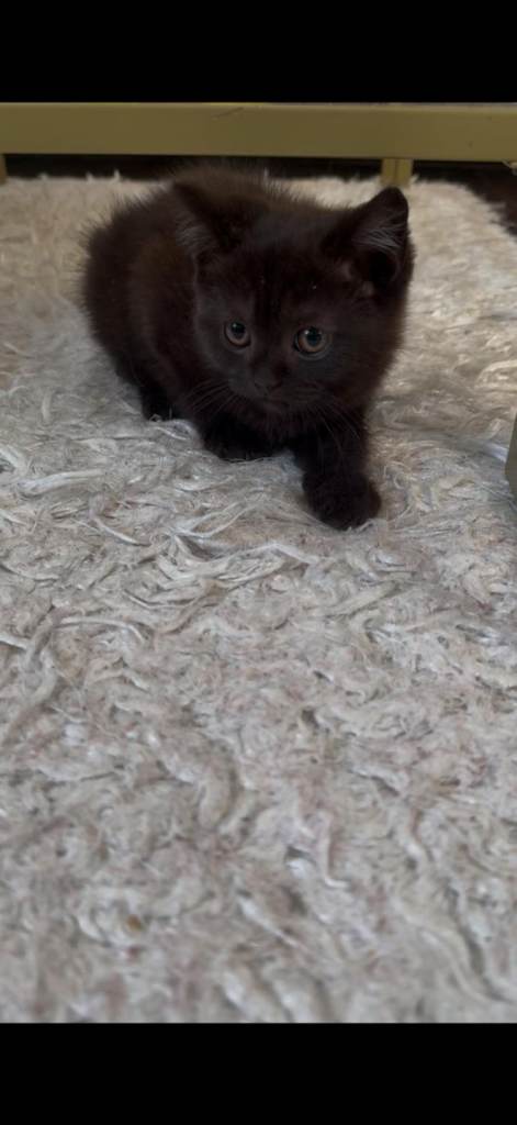 2 persion 2 british shorthair kittens