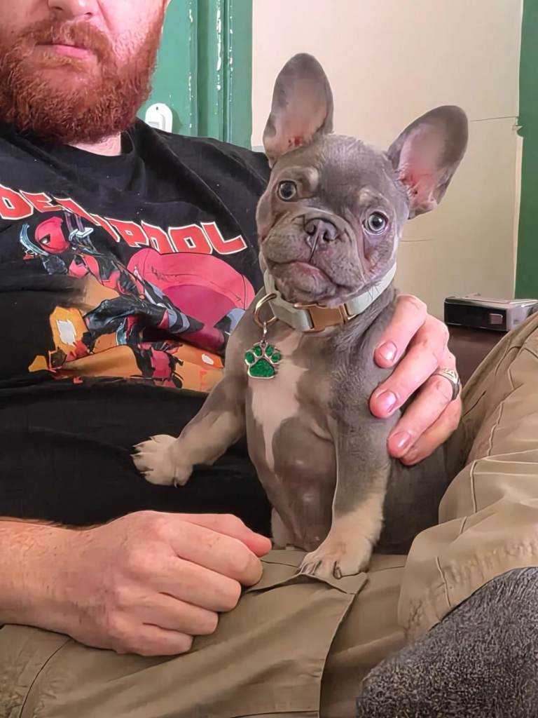French bulldog 9months
