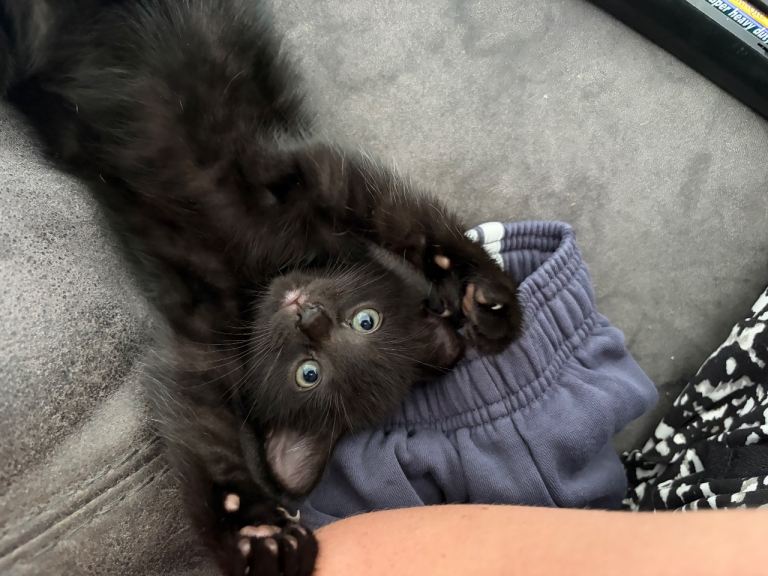 2 male kittens 9 weeks old 