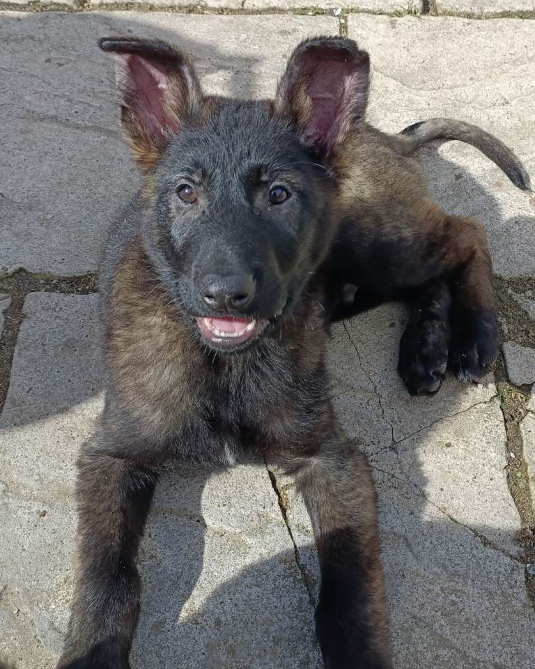 Two Belgium malenois puppies for sale 