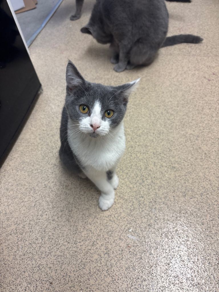 BSH & Domestic B&W shorthair 