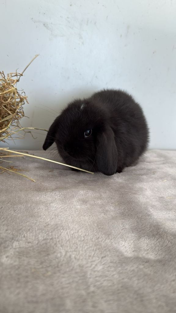 Pure breed mini lop rabbits to leave 