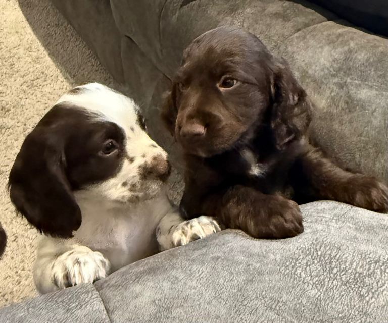 Cocker Spaniel Puppy’s 