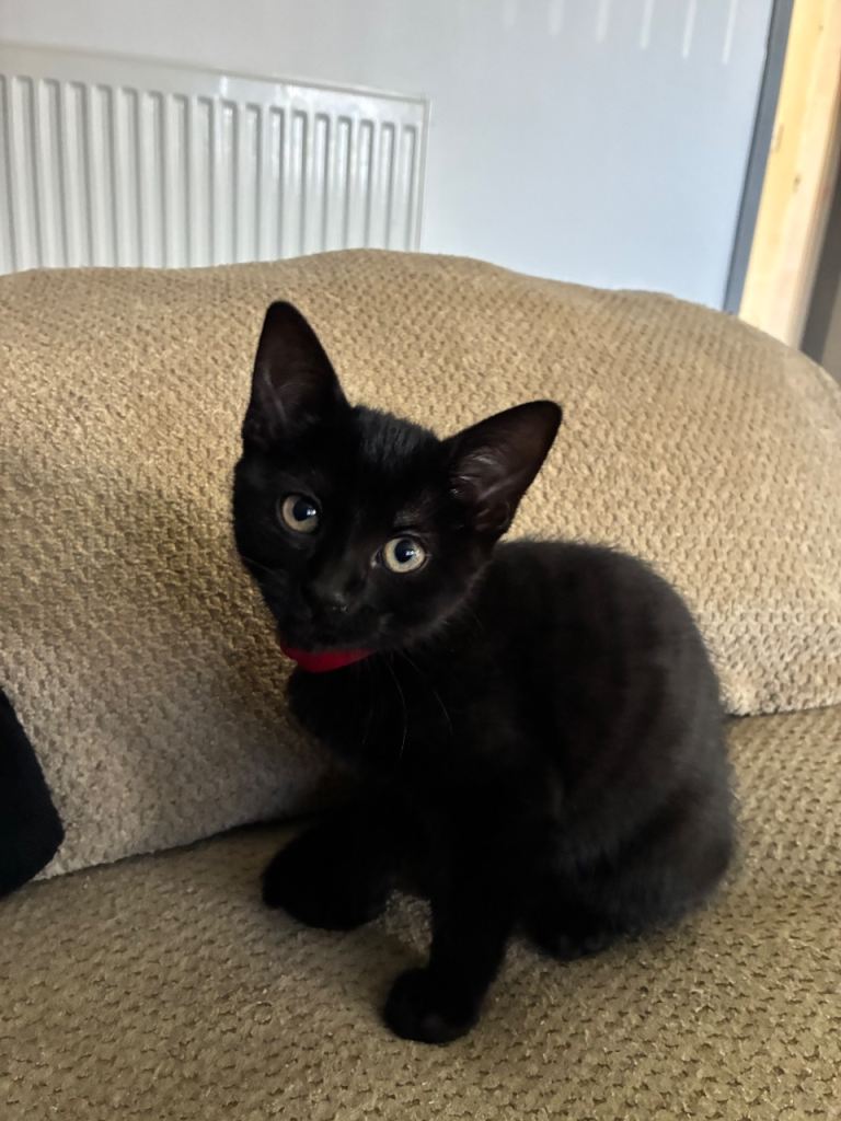 2 Black Short haired male/female kittens. Read the ad before asking questions please 